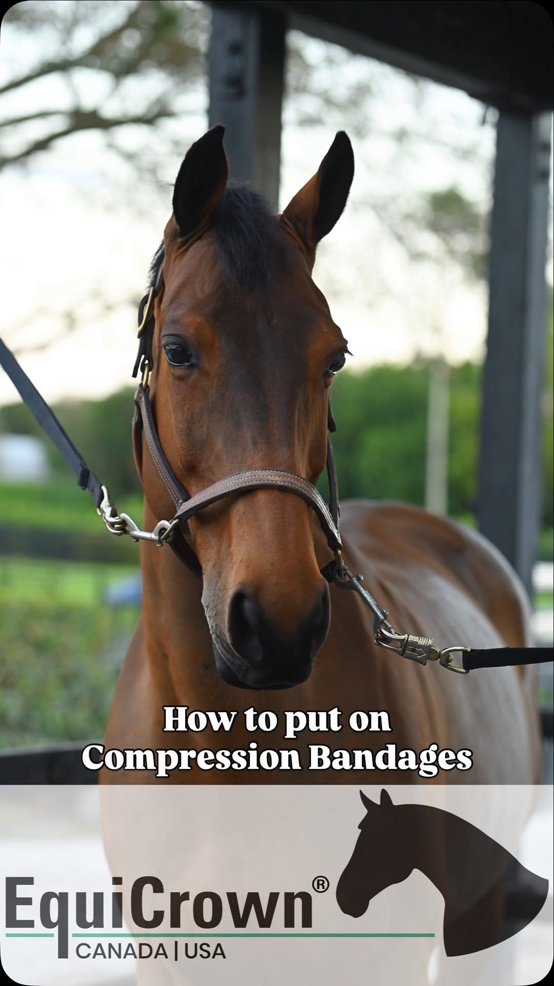 Post 9 by EquiCrown Canada on Instagram (video)