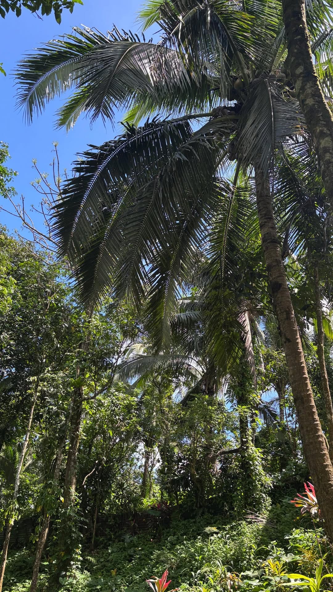 Post 4 by Anna Pedron on Instagram (video)