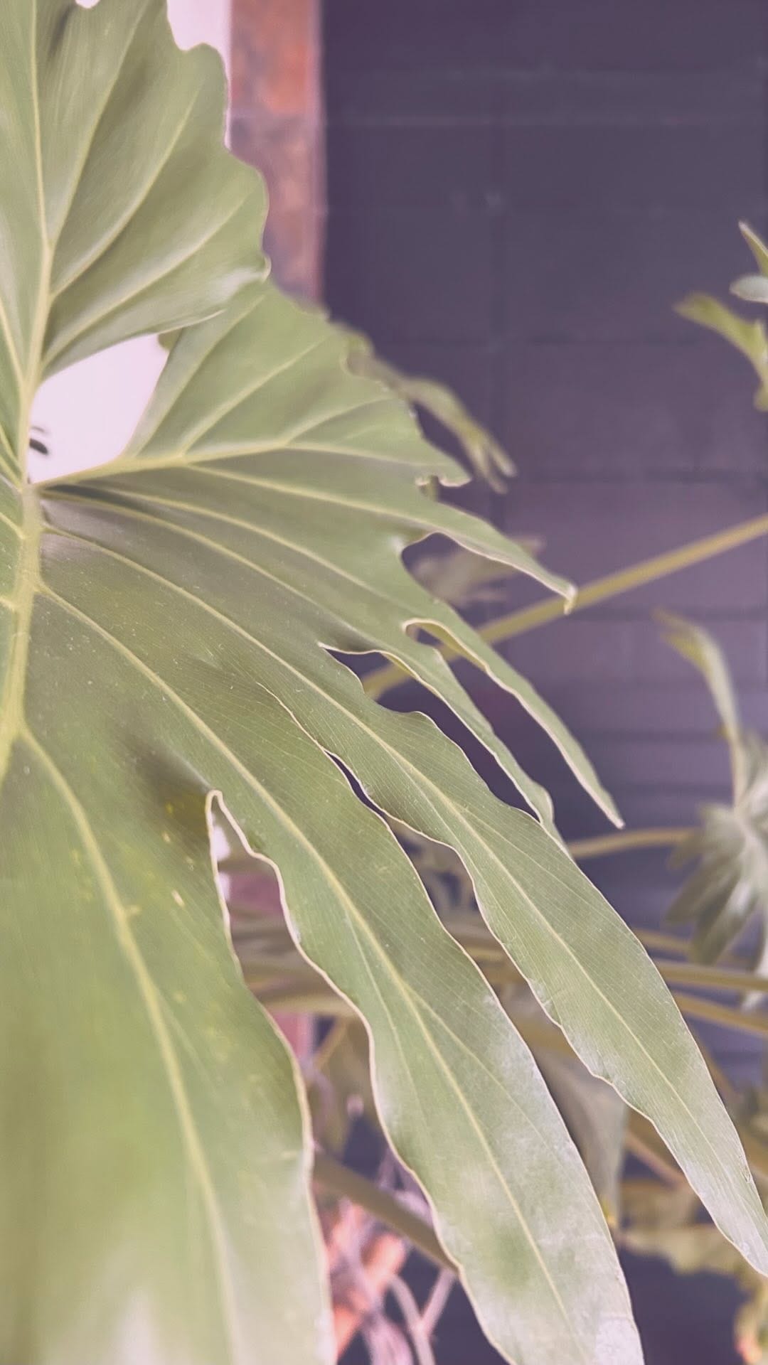 Post 4 by Sweat Studios on Instagram (video)