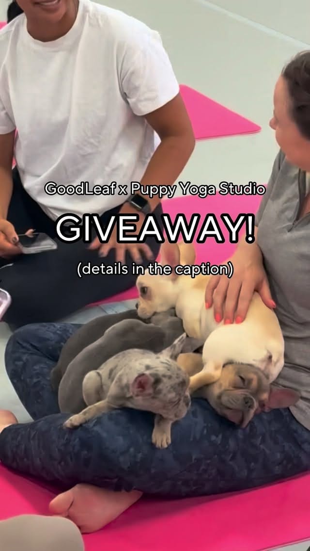 Post 3 by Puppy Yoga Barrie on Instagram (video)