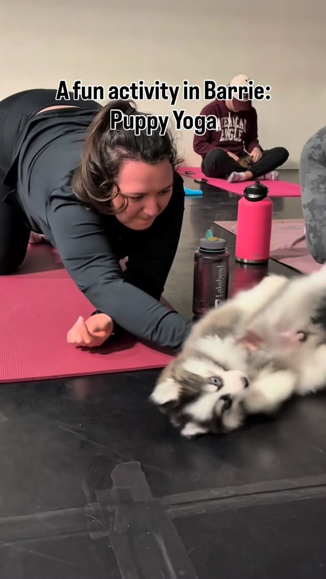 Post 2 by Puppy Yoga Barrie on Instagram (video)