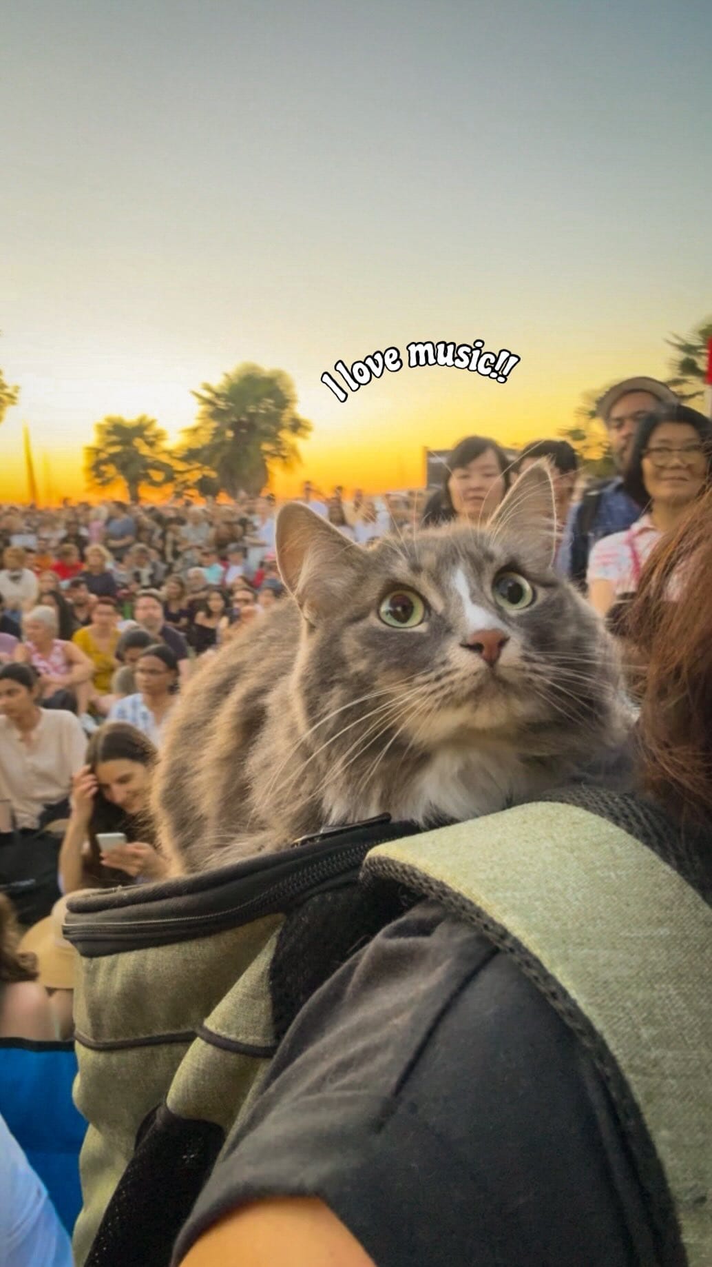 Post 10 by Adventure Cats | Tofino & Ponzu🐾 on Instagram (video)