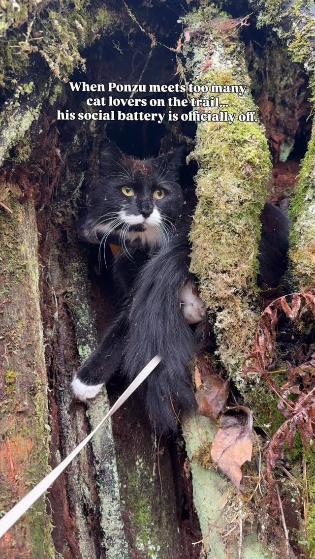 Post 2 by Adventure Cats | Tofino & Ponzu🐾 on Instagram (video)