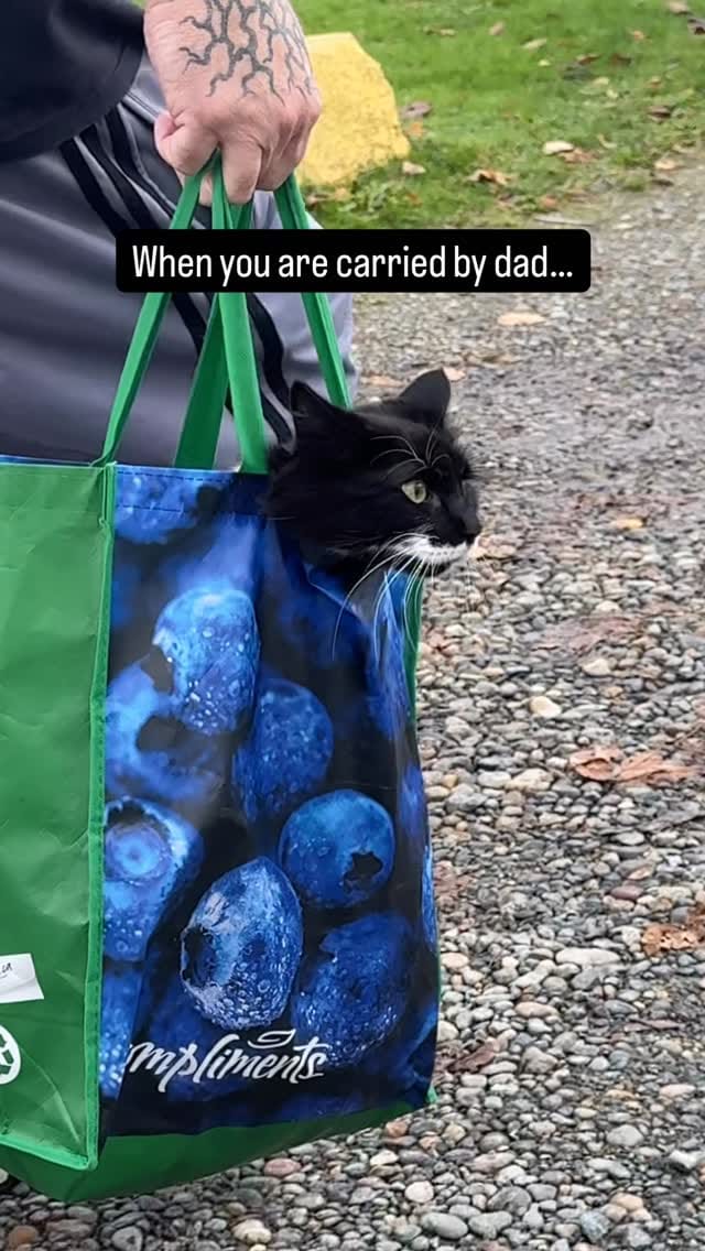 Post 3 by Adventure Cats | Tofino & Ponzu🐾 on Instagram (video)