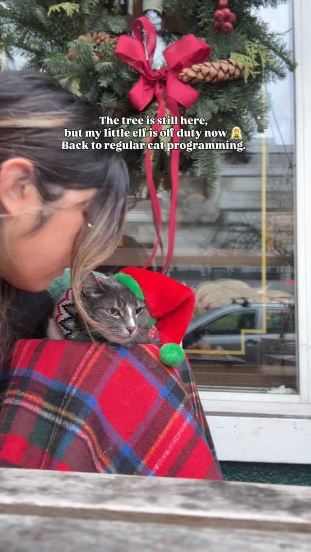 Post 8 by Adventure Cats | Tofino & Ponzu🐾 on Instagram (video)