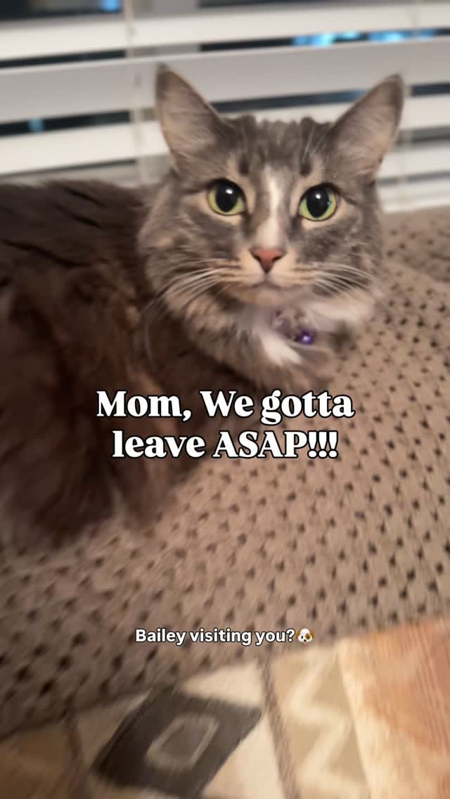 Post 4 by Adventure Cats | Tofino & Ponzu🐾 on Instagram (video)