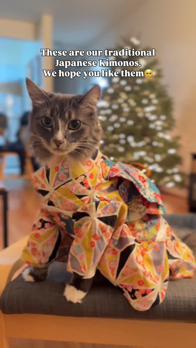 Post 6 by Adventure Cats | Tofino & Ponzu🐾 on Instagram (video)