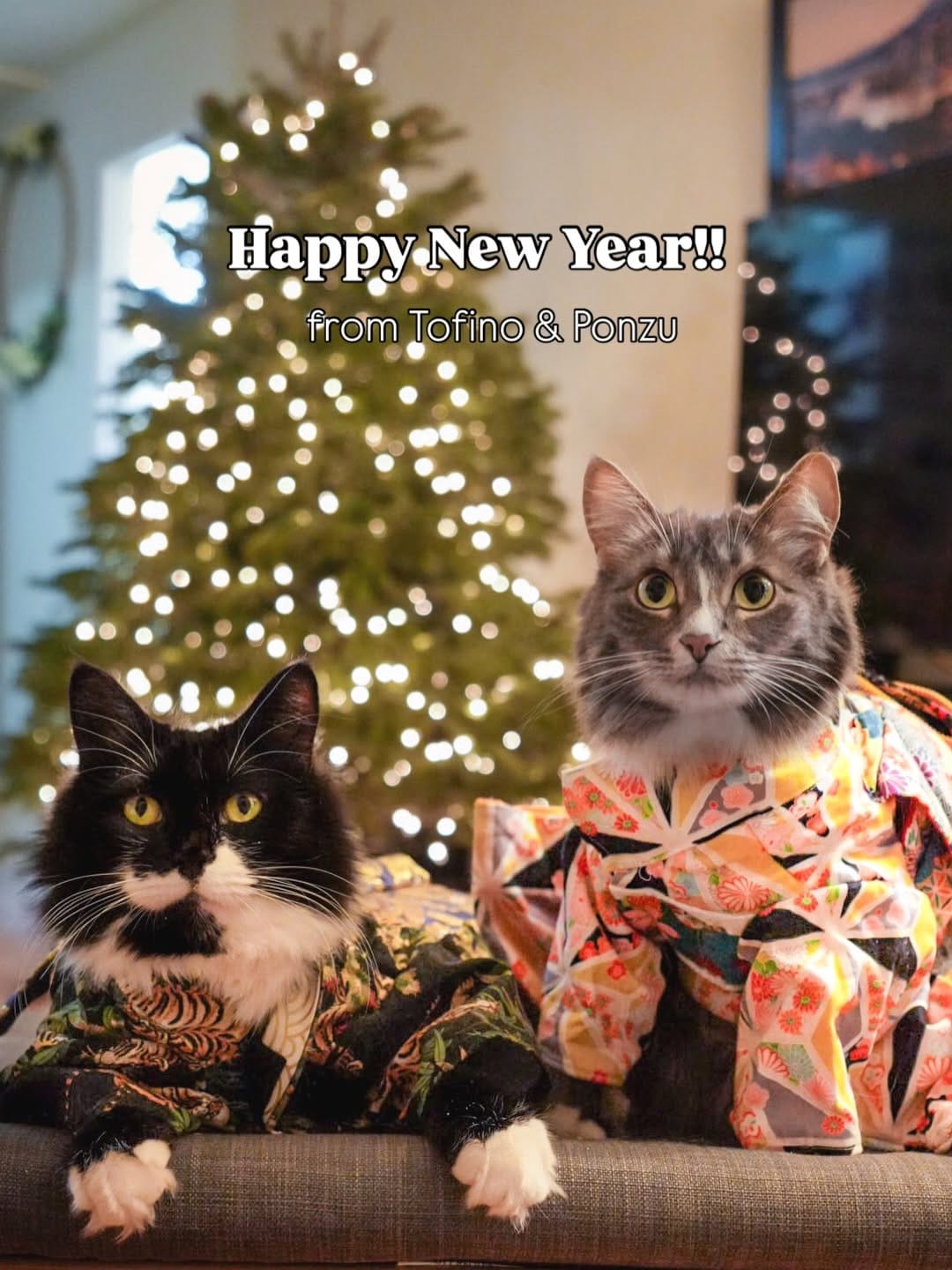 Post 5 by Adventure Cats | Tofino & Ponzu🐾 on Instagram (carousel)