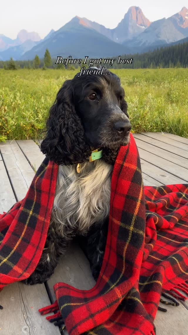 Post 1 by MILO AND EMBER | CANADIAN ADVENTURES on Instagram (video)