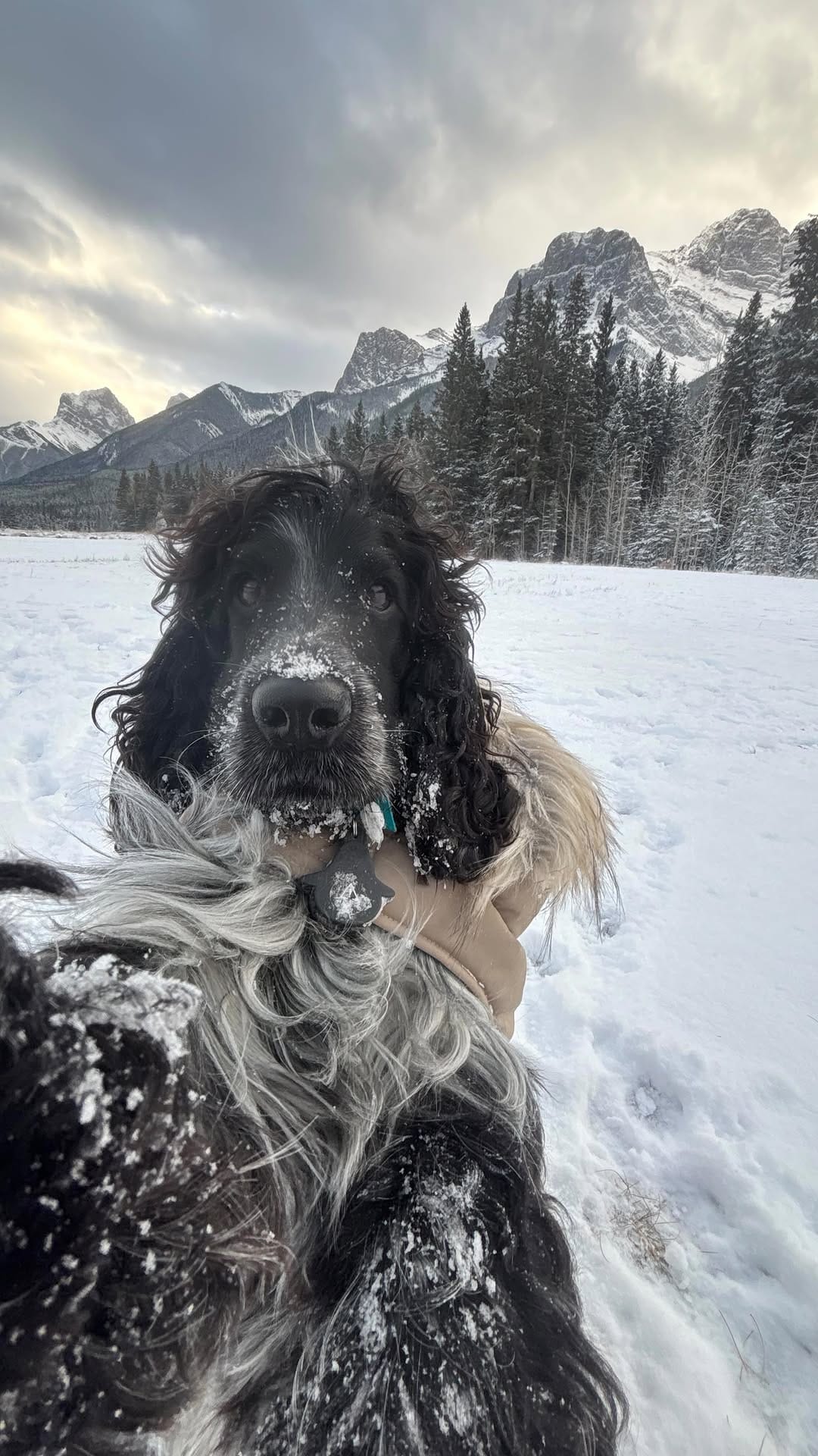 Post 7 by MILO AND EMBER | CANADIAN ADVENTURES on Instagram (video)