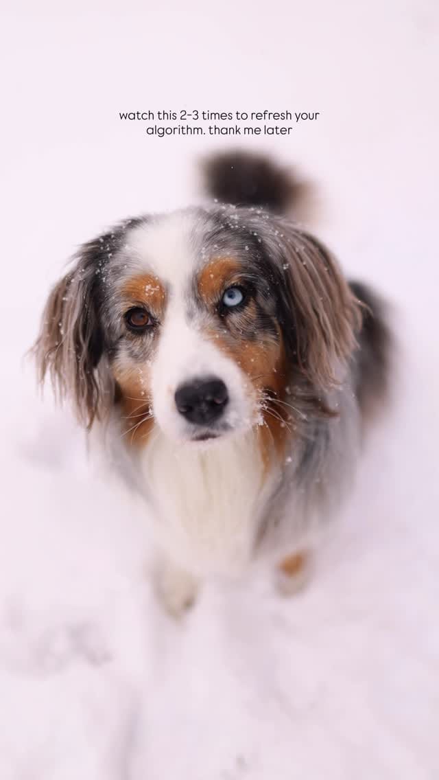 Post 7 by Sedona The Australian Shepherd | Toronto on Instagram (video)