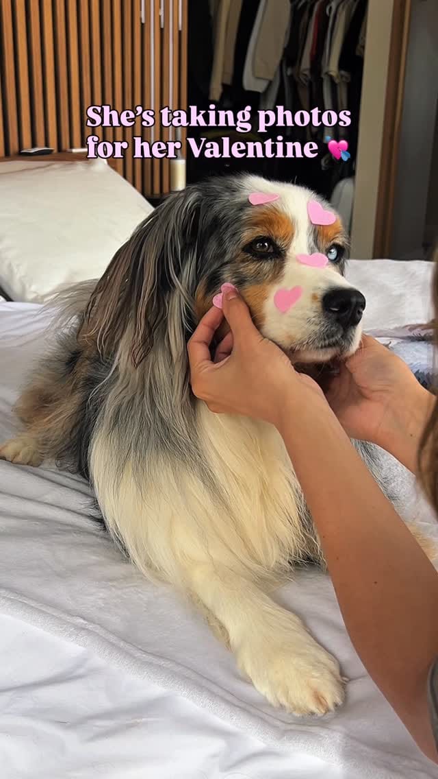 Post 2 by Sedona The Australian Shepherd | Toronto on Instagram (video)
