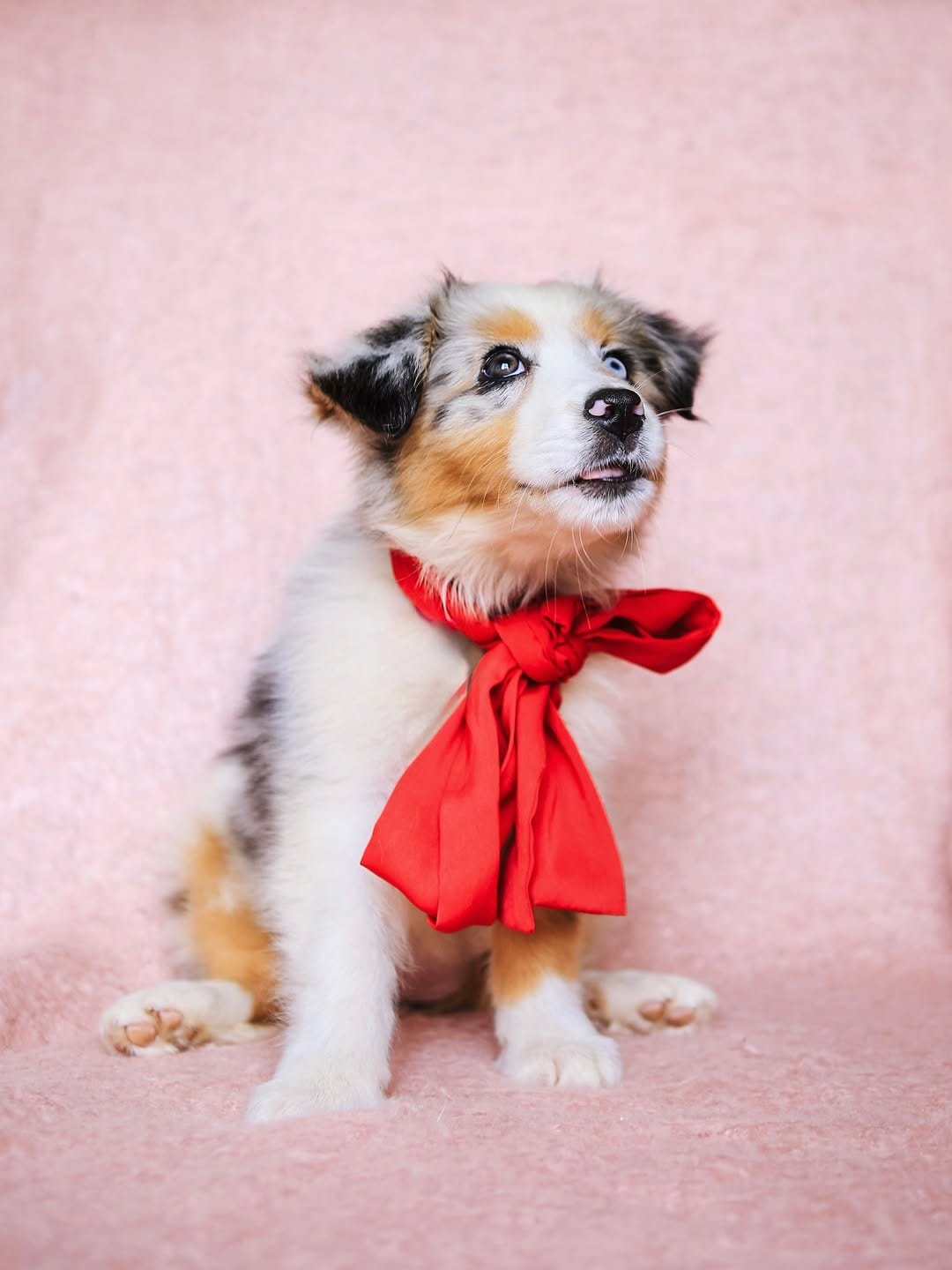 Post 1 by Sedona The Australian Shepherd | Toronto on Instagram (carousel)