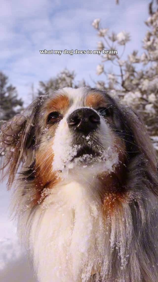 Post 5 by Sedona The Australian Shepherd | Toronto on Instagram (video)