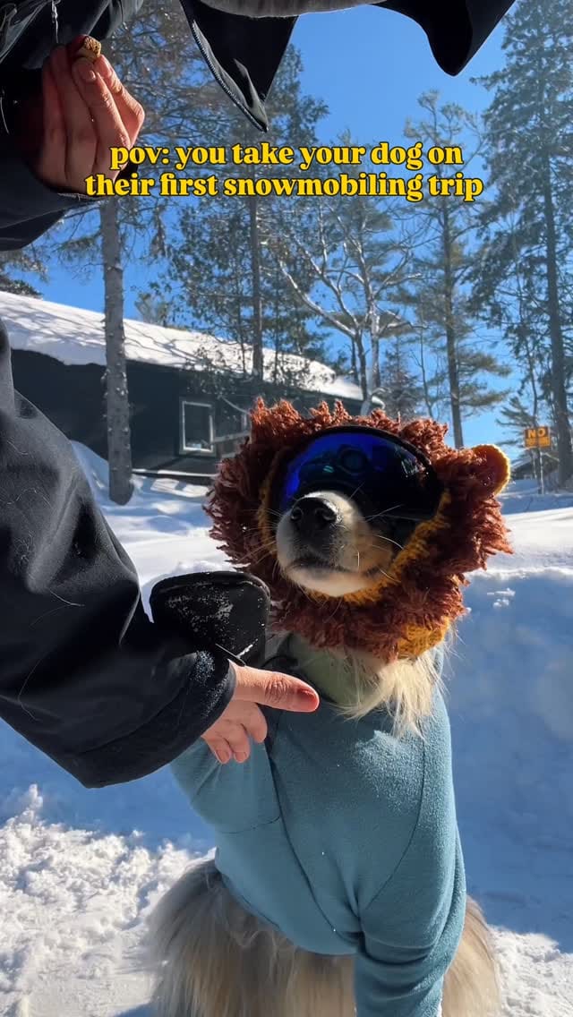 Post 4 by Sedona The Australian Shepherd | Toronto on Instagram (video)
