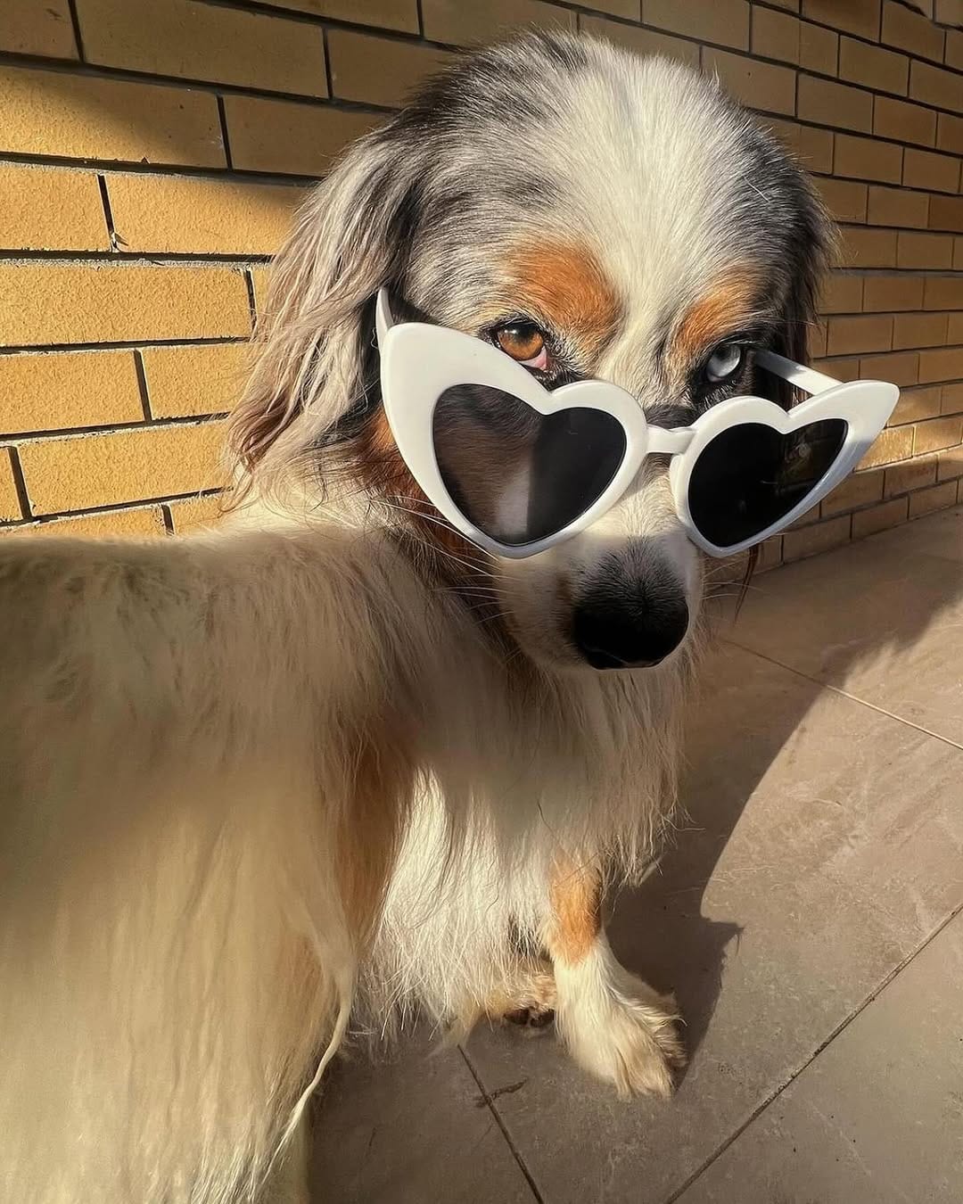 Post 10 by Sedona The Australian Shepherd | Toronto on Instagram (carousel)