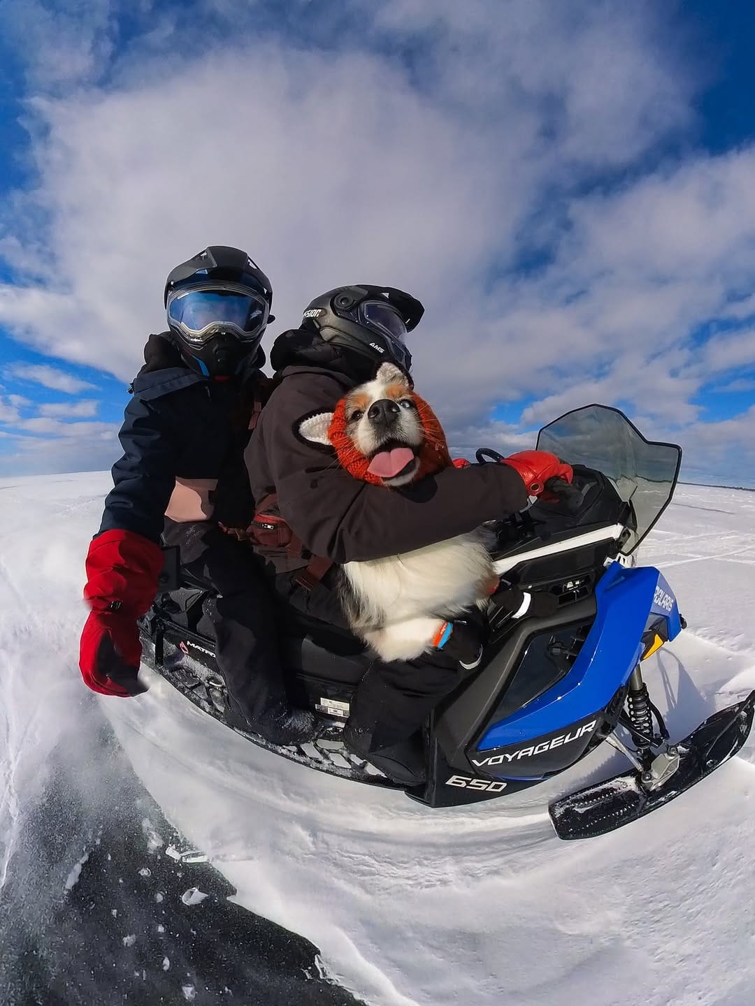 Post 8 by Sedona The Australian Shepherd | Toronto on Instagram (carousel)