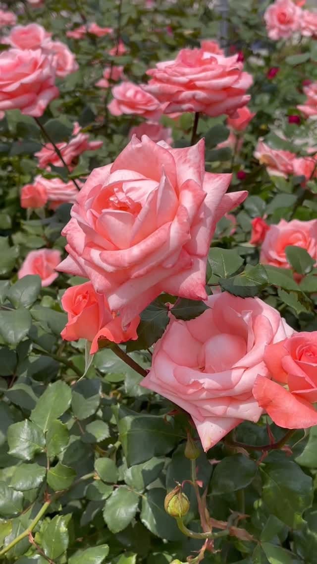Post 1 by Lan Ma Chan on Instagram (video)