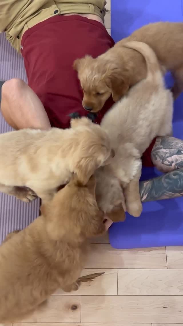 Post 8 by PuppyYoga Calgary on Instagram (video)