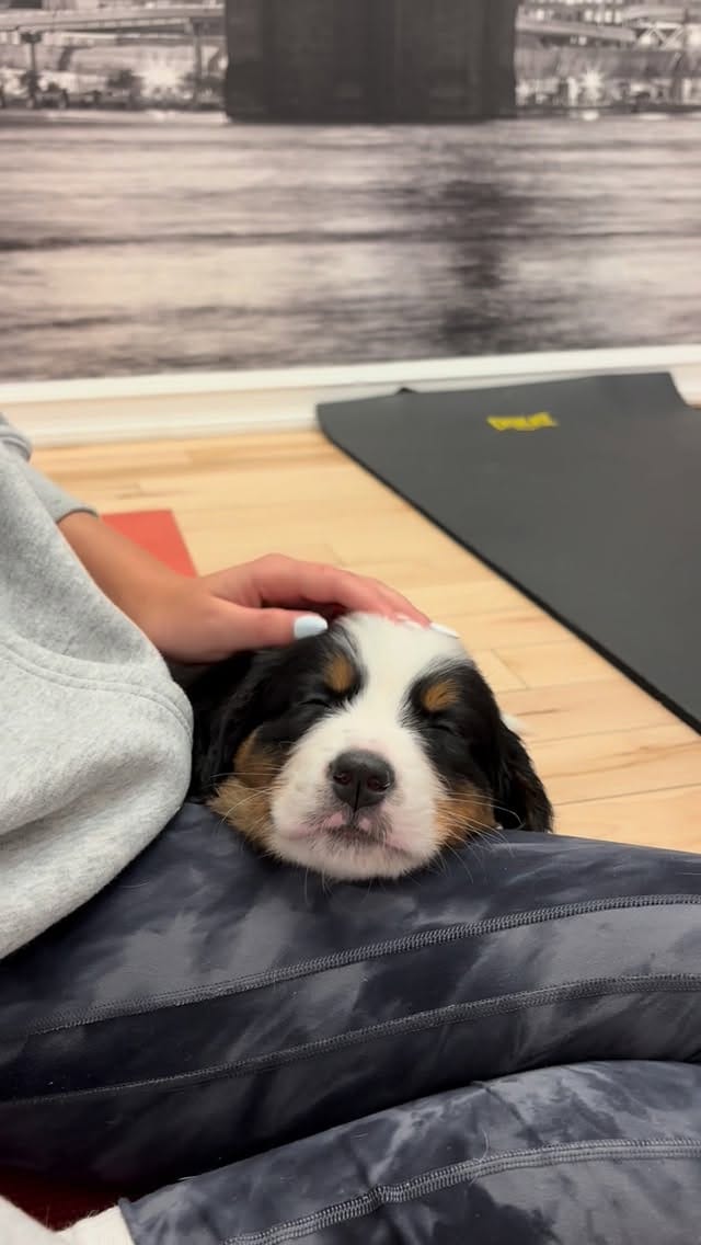 Post 9 by PuppyYoga Calgary on Instagram (video)