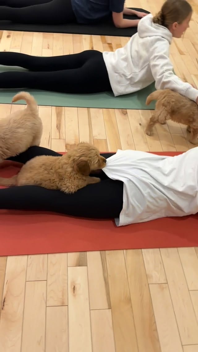 Post 2 by PuppyYoga Calgary on Instagram (video)