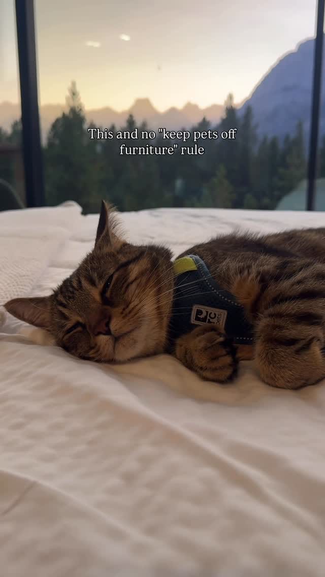 Post 5 by Teddy 🐯 & Selvynna on Instagram (video)