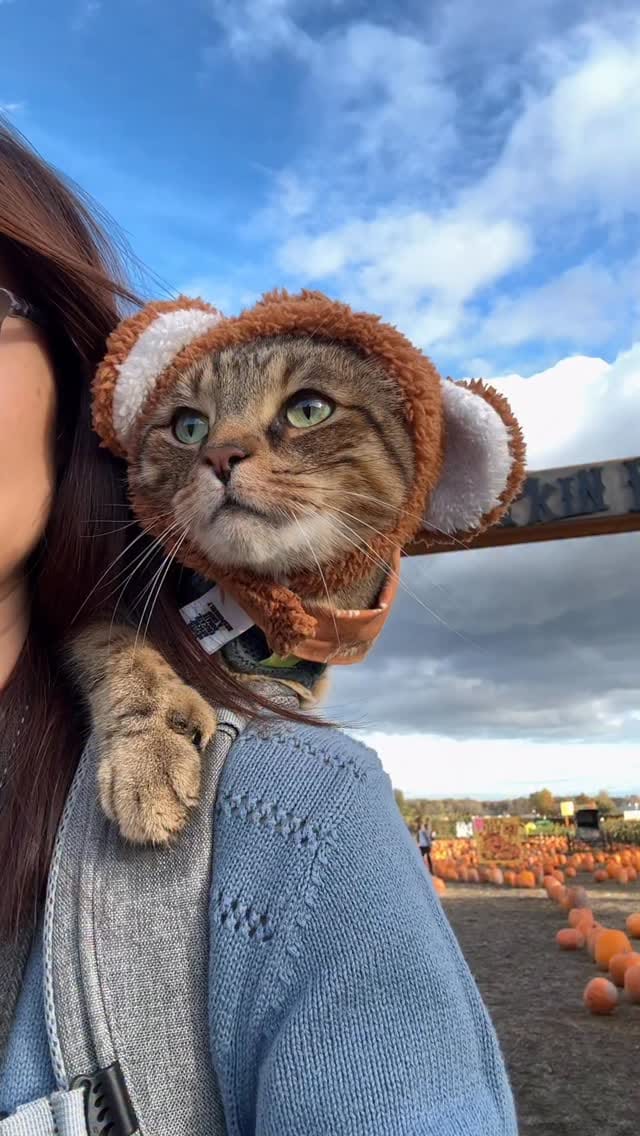Post 3 by Teddy 🐯 & Selvynna on Instagram (video)