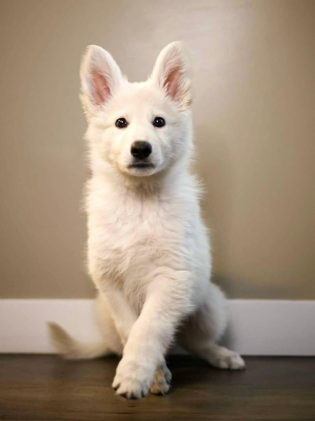 Post 3 by Kelsie, Ramona & Yeti | Dog-Friendly Adventures on Instagram (image)