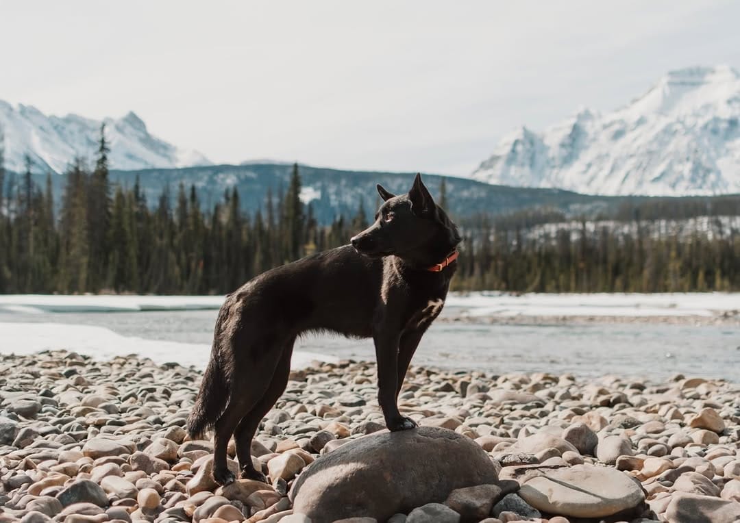 Post 5 by Kelsie, Ramona & Yeti | Dog-Friendly Adventures on Instagram (image)