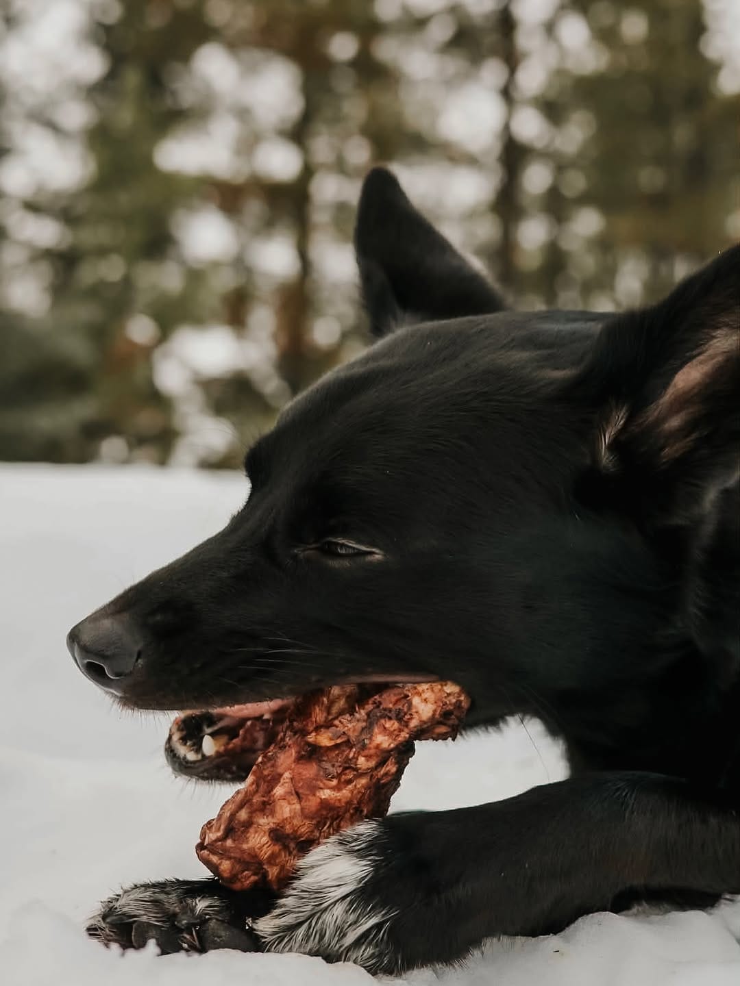 Post 4 by Kelsie, Ramona & Yeti | Dog-Friendly Adventures on Instagram (carousel)