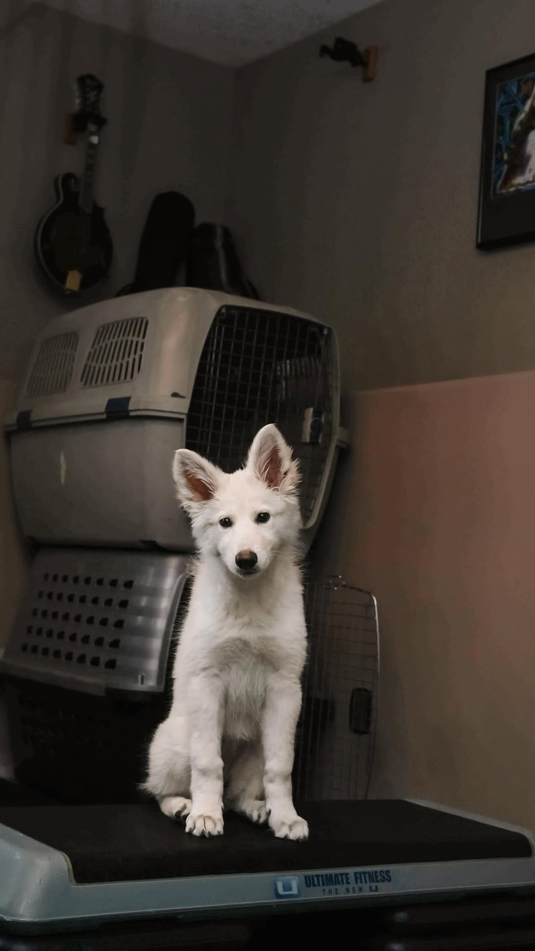 Post 7 by Kelsie, Ramona & Yeti | Dog-Friendly Adventures on Instagram (video)