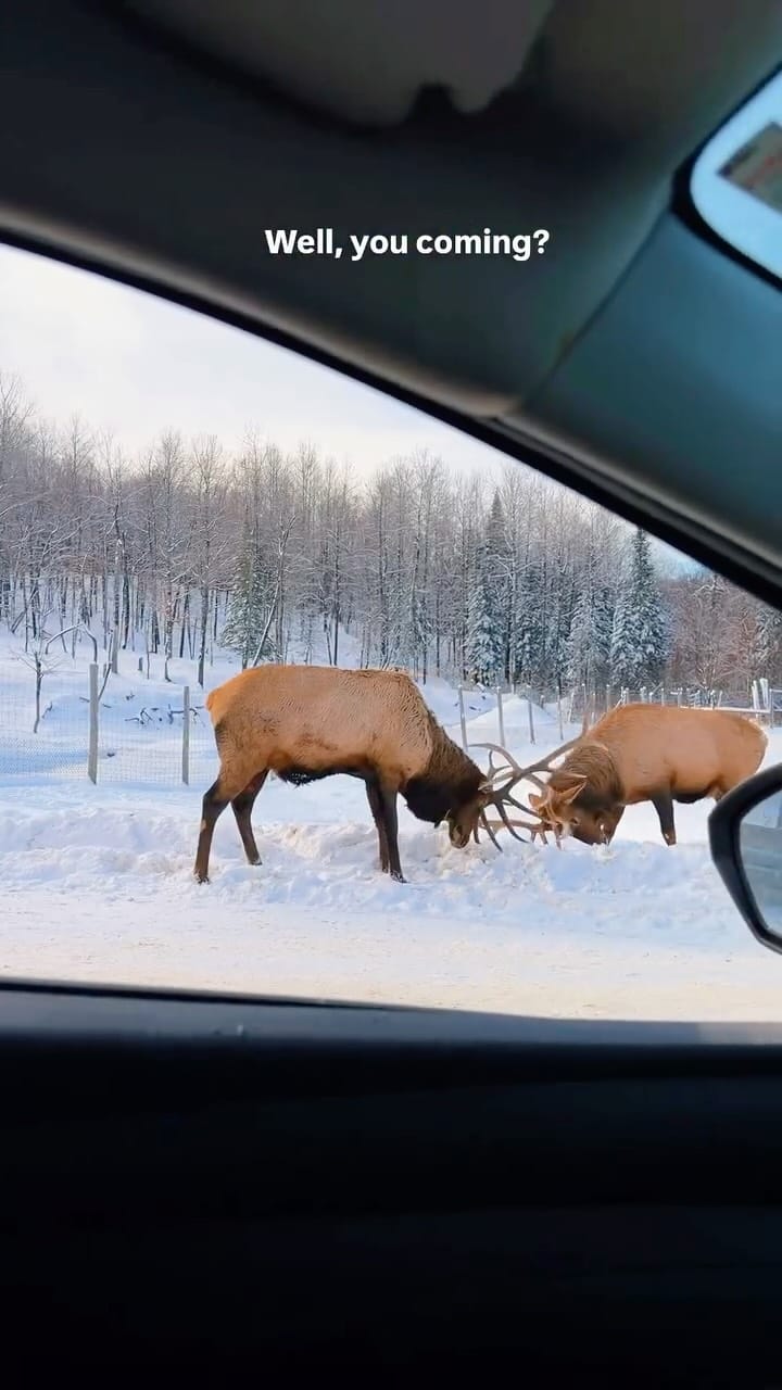 Post 8 by Julia Weber on Instagram (video)