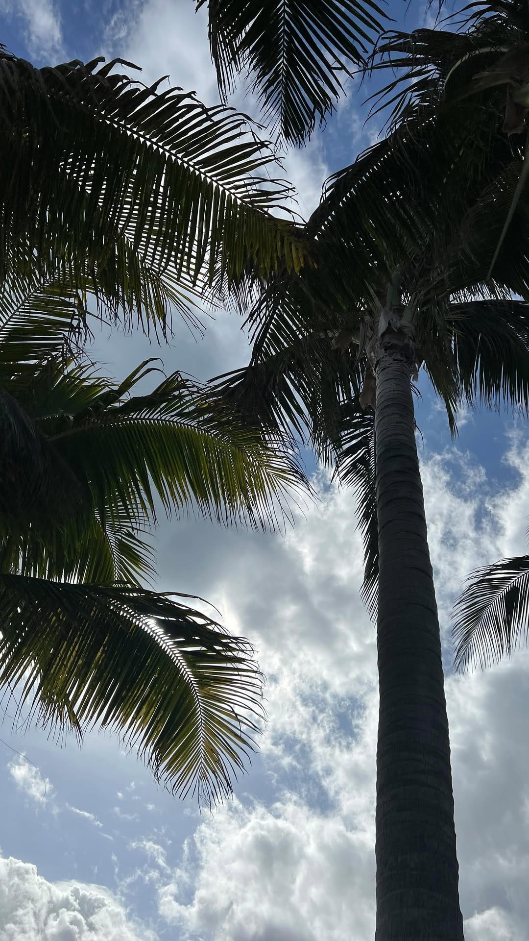 Post 5 by Abigail Wong on Instagram (video)