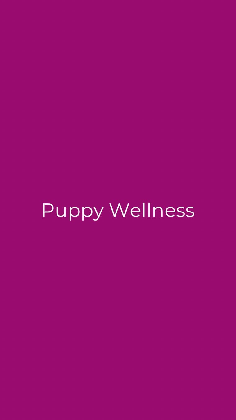 Post 5 by PAWPALS PUPPY YOGA on Instagram (video)