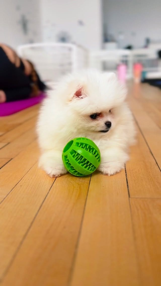 Post 8 by PAWPALS PUPPY YOGA on Instagram (video)