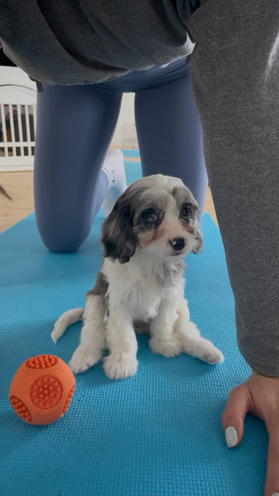 Post 2 by PAWPALS PUPPY YOGA on Instagram (video)