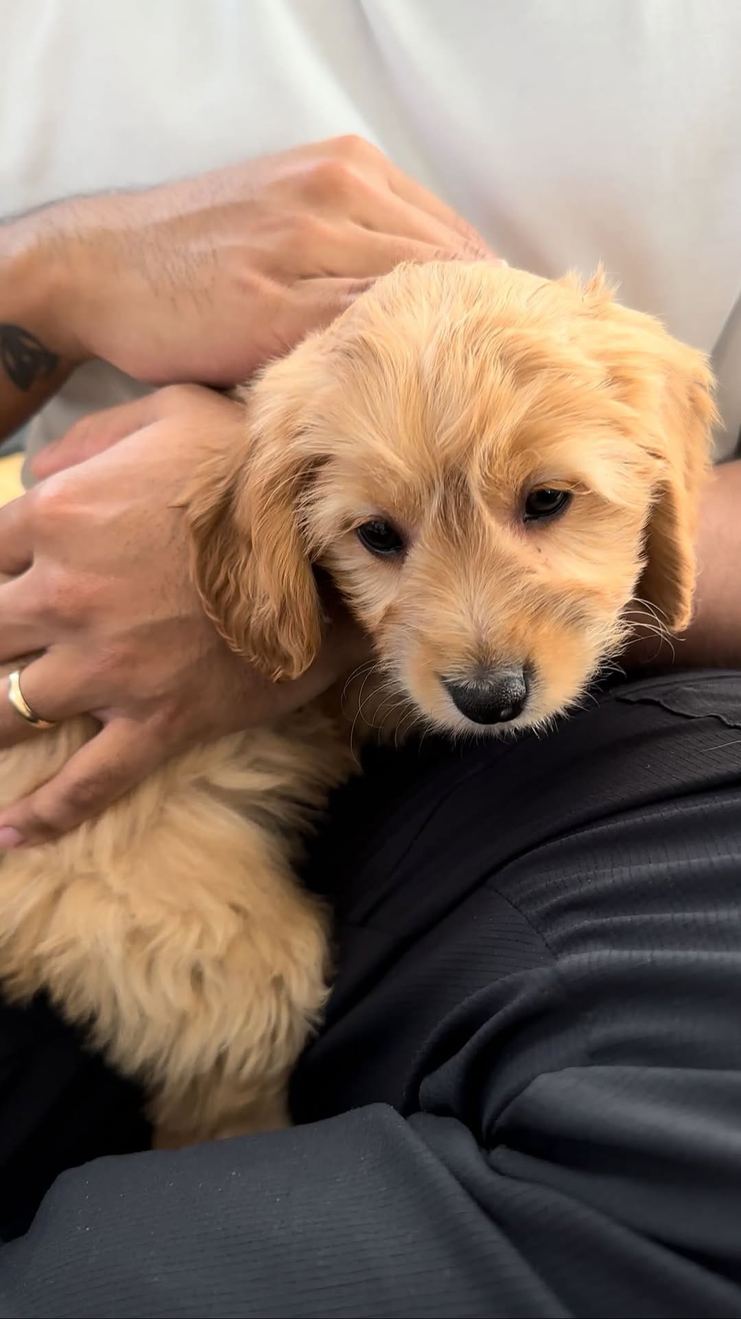 Post 4 by PAWPALS PUPPY YOGA on Instagram (video)