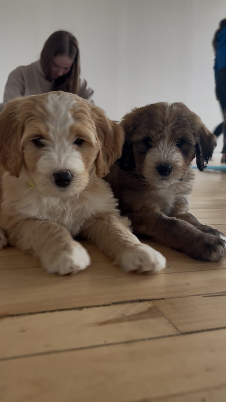 Post 6 by PAWPALS PUPPY YOGA on Instagram (video)