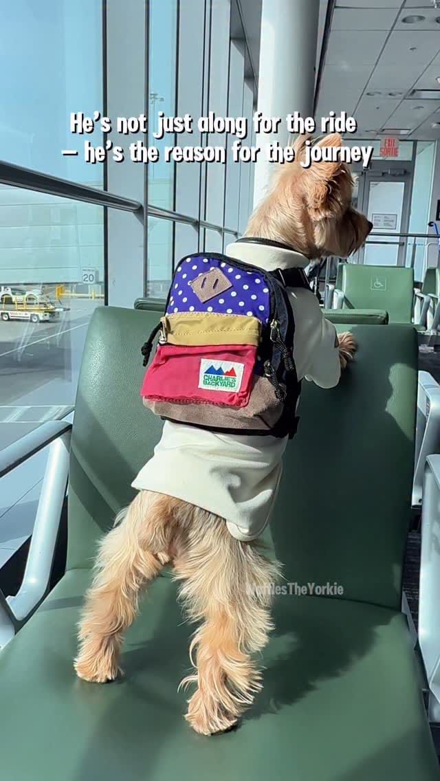 Post 9 by Leslie Ann Trimble & Waffles on Instagram (video)