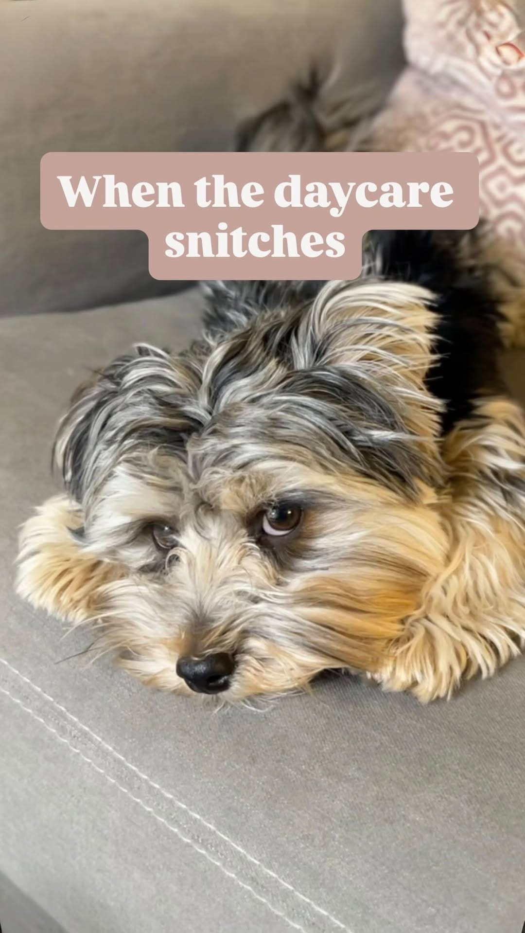 Post 1 by Leslie Ann Trimble & Waffles on Instagram (video)