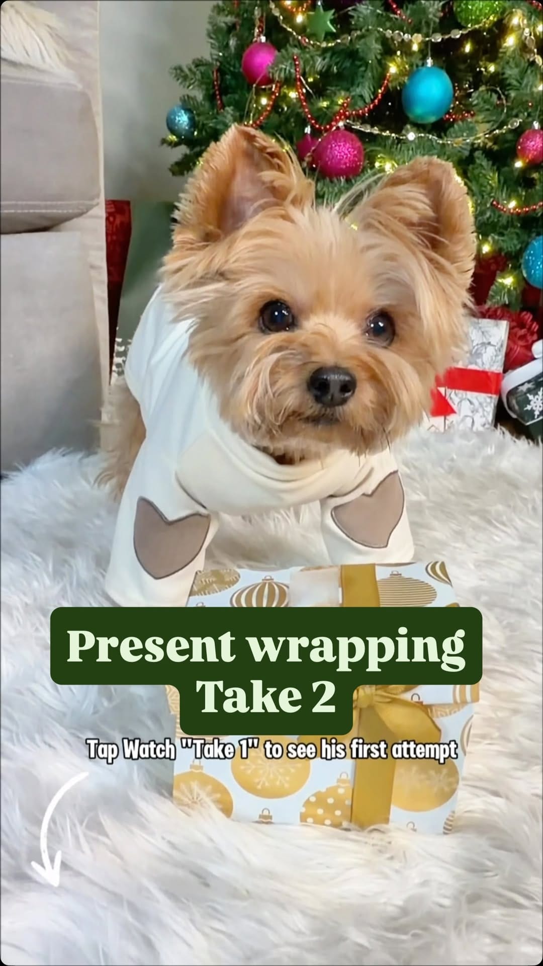 Post 7 by Leslie Ann Trimble & Waffles on Instagram (video)