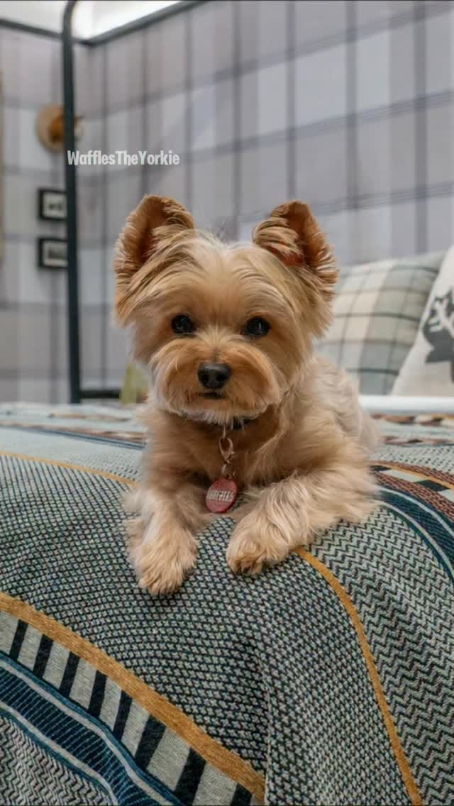Post 2 by Leslie Ann Trimble & Waffles on Instagram (video)