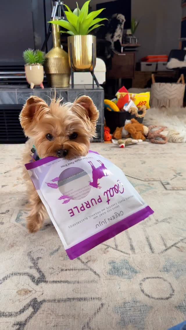 Post 4 by Leslie Ann Trimble & Waffles on Instagram (video)
