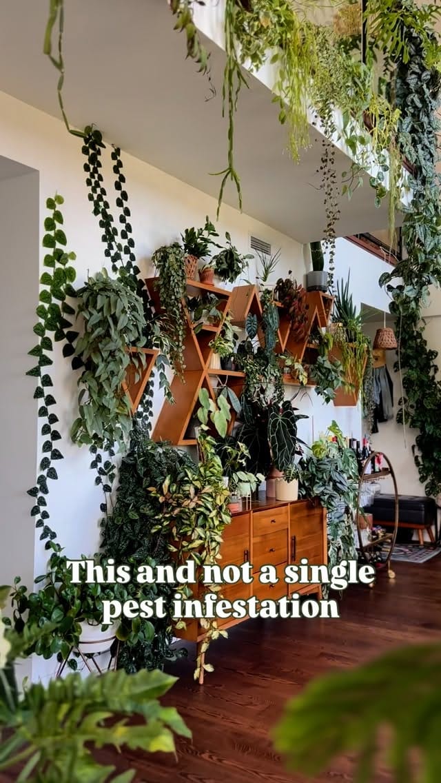 Post 9 by Laurie_Crazy.Plant.Lady on Instagram (video)
