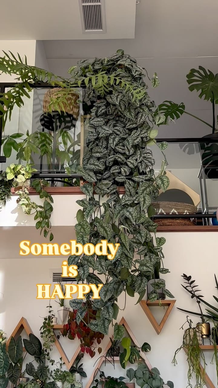 Post 3 by Laurie_Crazy.Plant.Lady on Instagram (video)