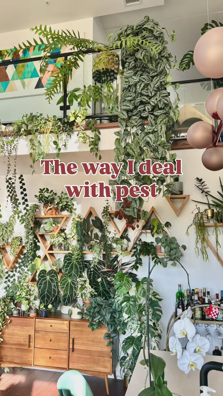 Post 8 by Laurie_Crazy.Plant.Lady on Instagram (video)