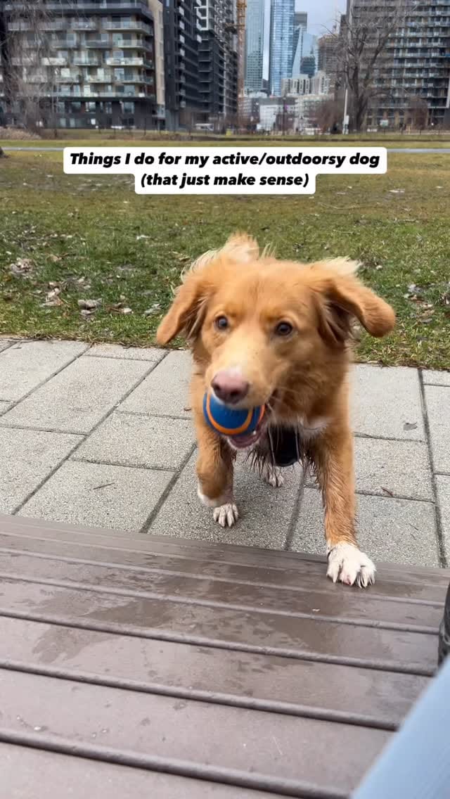 Post 1 by lennon & linds • duck toller on Instagram (video)