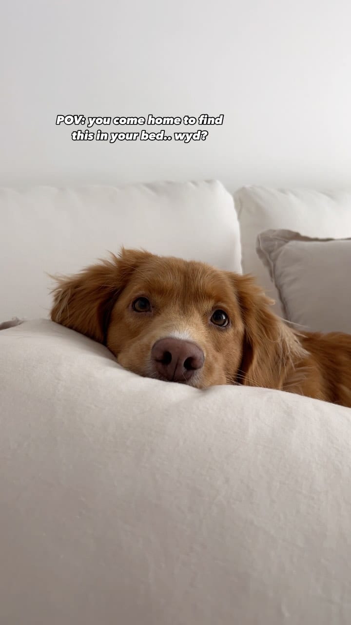 Post 5 by lennon & linds • duck toller on Instagram (video)