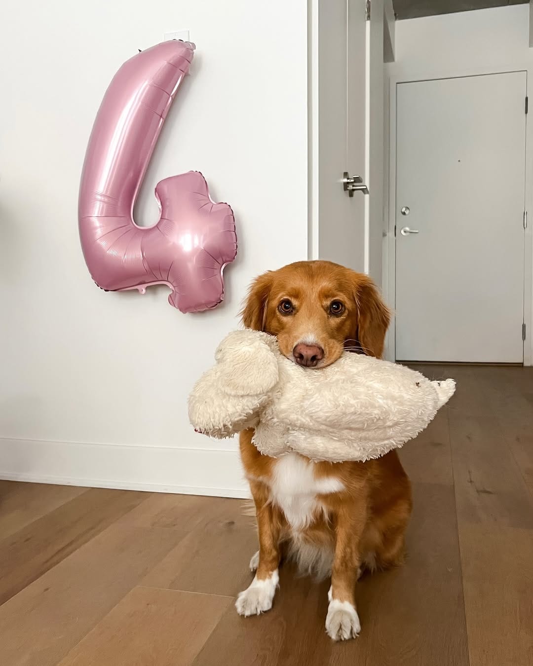 Post 7 by lennon & linds • duck toller on Instagram (carousel)