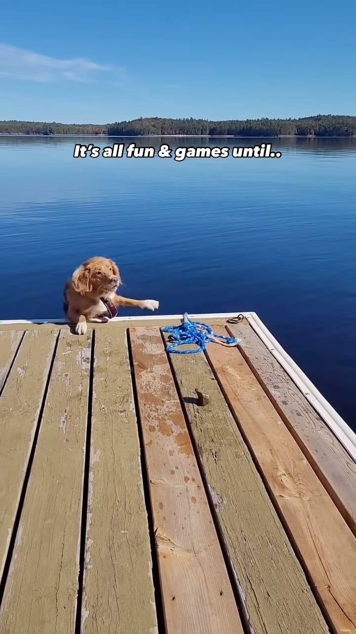 Post 6 by lennon & linds • duck toller on Instagram (video)